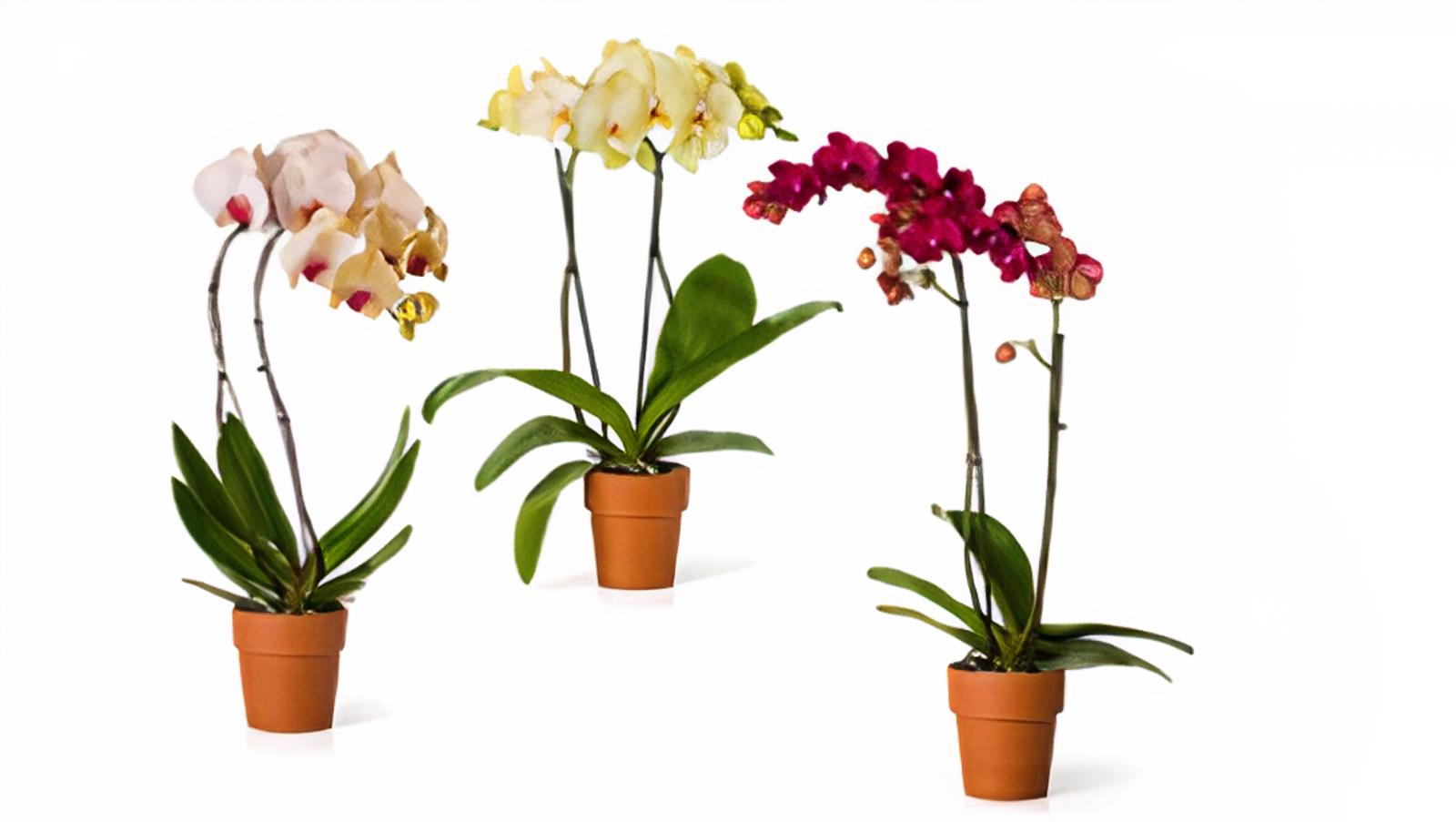 Vons Flowers Bakersfield Best Flower Site