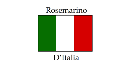 Rosemarino D’ Italia (Washington)